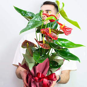 Антуриум 70 см