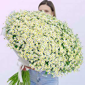 Большой букет из 51 кустовой ромашки "Матрикария"