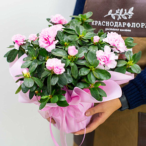 Азалия розовая цветущая