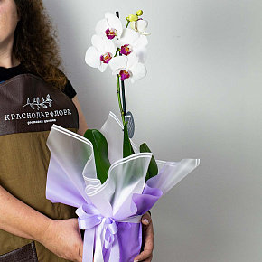 Белая орхидея